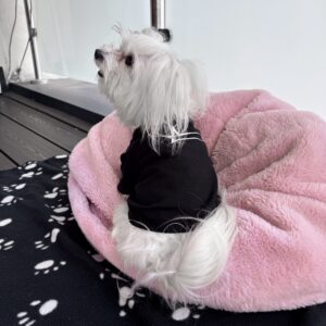 Czarny T-shirt dla psa rasy maltańczyk z białym logo su1eckiyclothes