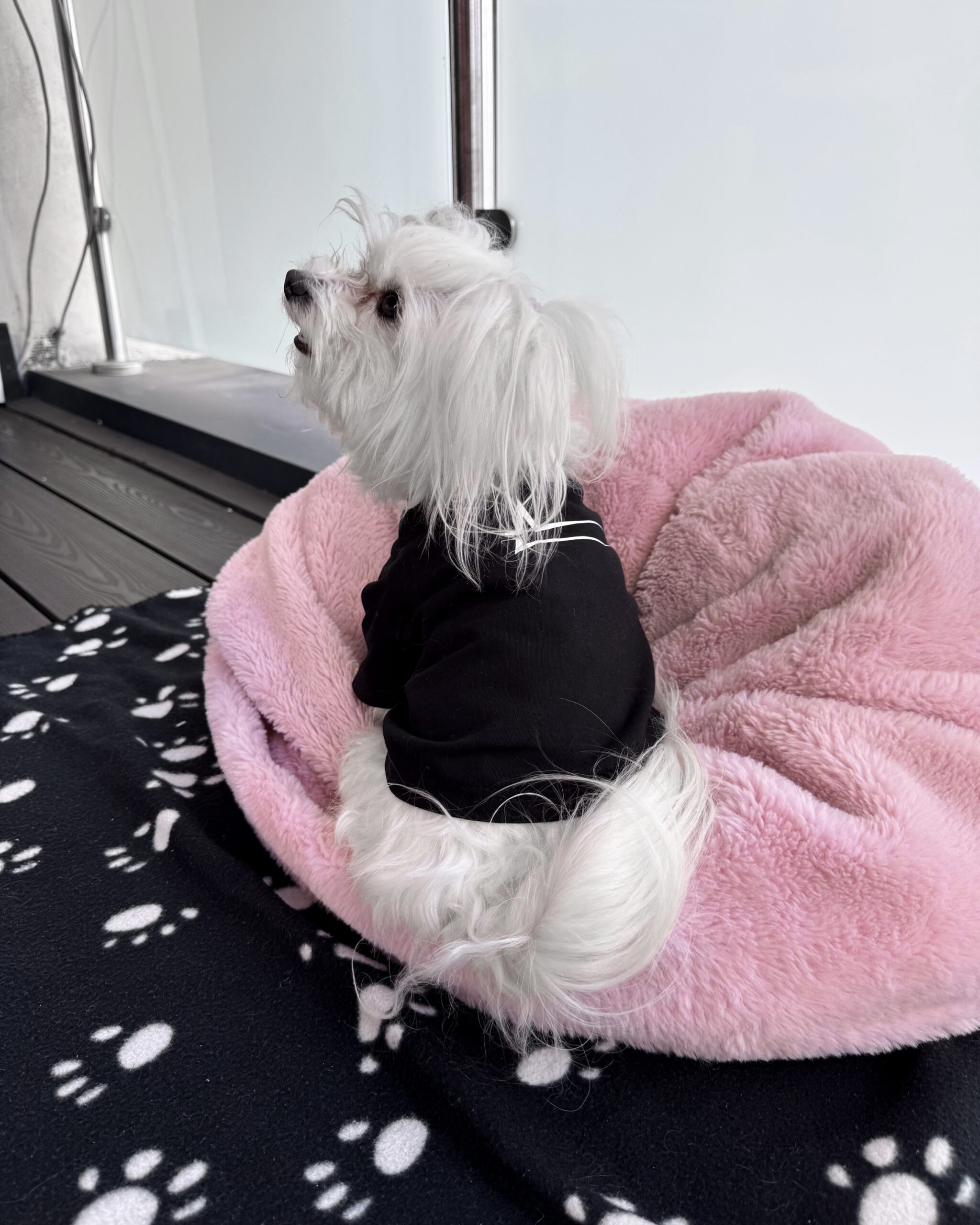 Czarny T-shirt dla psa rasy maltańczyk z białym logo su1eckiyclothes